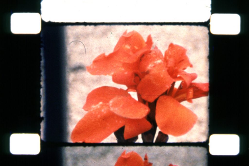 Ein analoger Filmstreifen mit einer Blume darauf